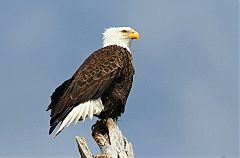 Bald Eagle