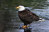 Bald Eagleborder=