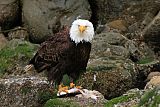 Bald Eagleborder=