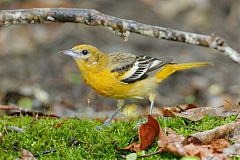 Baltimore Oriole