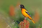 Baltimore Oriole