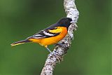 Baltimore Orioleborder=