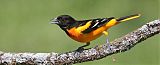 Baltimore Oriole