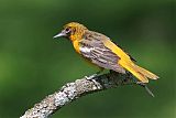 Baltimore Oriole