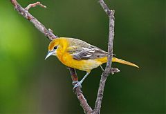 Baltimore Oriole