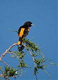 Baltimore Oriole