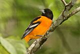 Baltimore Oriole