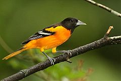 Baltimore Oriole