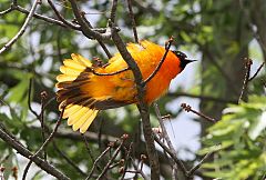 Baltimore Oriole