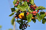 Baltimore Oriole