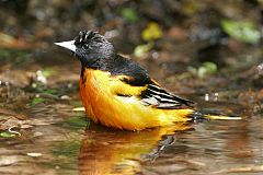 Baltimore Oriole