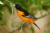 Baltimore Orioleborder=