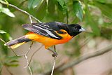 Baltimore Oriole