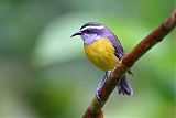 Bananaquitborder=