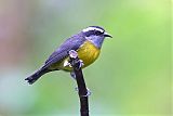 Bananaquitborder=