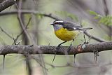 Bananaquitborder=