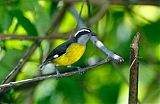 Bananaquit