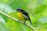 Bananaquitborder=