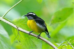 Bananaquit