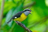 Bananaquitborder=