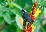 Bananaquit