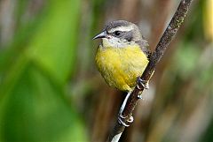 Bananaquit