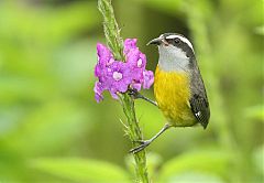 Bananaquit