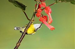 Bananaquit