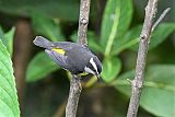 Bananaquit