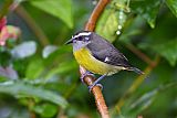 Bananaquit