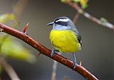 Bananaquitborder=