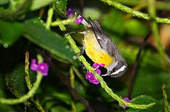 Bananaquit