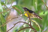 Bananaquitborder=