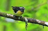 Bananaquit