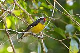 Bananaquitborder=