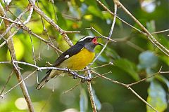 Bananaquit