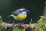 Bananaquit