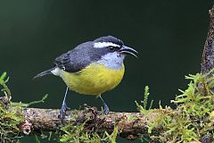 Bananaquit