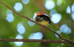 Band-tailed Manakin