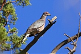 Band-tailed Pigeon