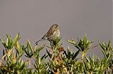 Band-tailed Seedeater