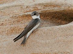 Bank Swallow