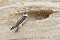 Bank Swallow