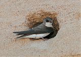 Bank Swallow