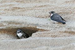 Bank Swallow