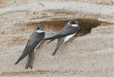 Bank Swallow