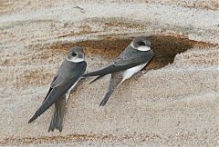 Bank Swallow