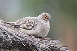 Bare-faced Ground Doveborder=