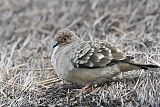 Bare-faced Ground Doveborder=