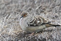 Bare-faced Ground Dove